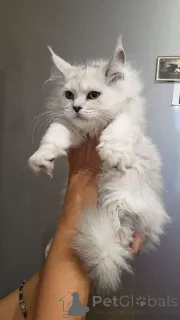 Фото №2 к объявлению №156416 о продаже мейн-кун - купить в США заводчик