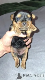 Дополнительные фото: Миниатюрные Йорки.