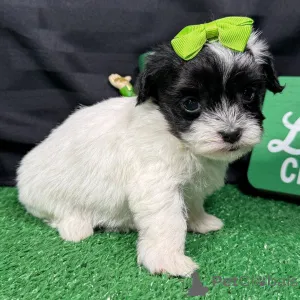 Фото №1. мальтипу - купить в Бухарест за договорная. Объявление №165218