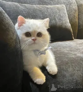 Фото №1.  - купить в Эдмундстон за договорная. Объявление №161689