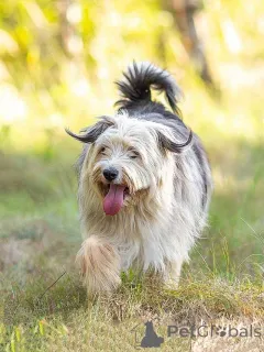 Дополнительные фото: Молодая некрупная собачка Груша ищет дом