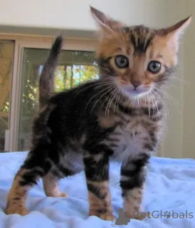 Фото №2 к объявлению №160270 о продаже бенгальская - купить в Германии 