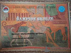 Дополнительные фото: Щенки лабрадора шоколадно-коричневого окраса