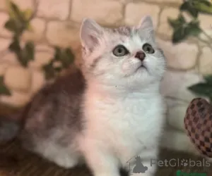 Фото №3. Котята Манчкин. Германия