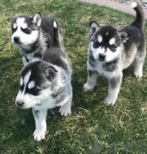 Фото №1. сибирский хаски - купить в Шатлет за Бесплатно. Объявление №167815