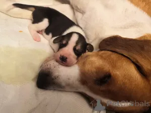 Дополнительные фото: Щеночки русской Гончей.