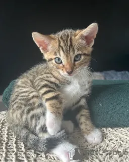 Фото №1. бенгальская - купить в Valkeakoski за 32468₽. Объявление №140909