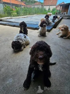 Дополнительные фото: Лаготто Романьоло, красивые щенки