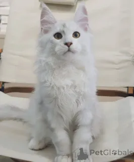 Фото №3. Потрясающие котята мейн-кун, чемпионские линии, ласковые личности. Германия