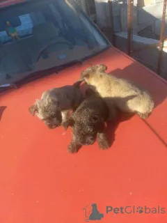 Фото №3. Щенки керн терьера.  Сербия