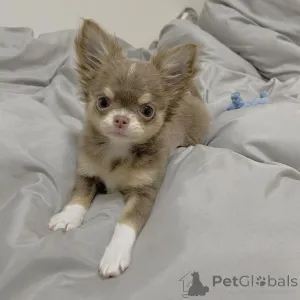 Фото №1. чихуахуа - купить в Сиднее за 62908₽. Объявление №166197