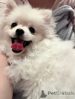 Фото №1. померанский шпиц - купить в Могилёве за договорная. Объявление №146675