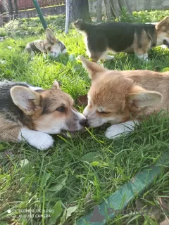 Дополнительные фото: Corgi-Puppies для продажи.