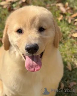 Фото №3. Влюбитесь в наших прекрасных щенков золотистого ретривера!.  Германия