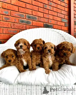 Дополнительные фото: Cavapoo-Welpen Zur Усыновление