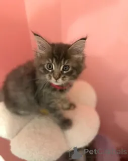 Фото №1. мейн-кун - купить в Людвигсхафен за 83490₽. Объявление №160423