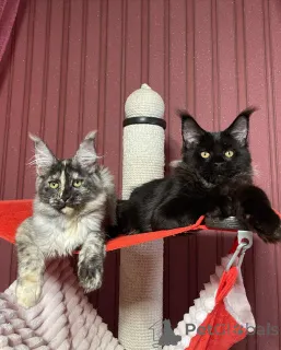 Дополнительные фото: Мейн-кун