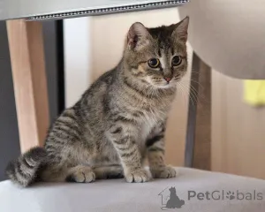 Фото №1.  - купить в Москова за Бесплатно. Объявление №161450