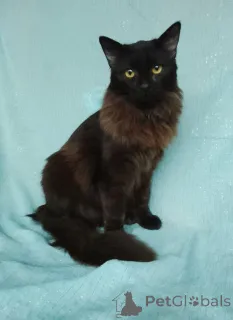 Фото №4. Продам  в Москве реке  - цена Бесплатно