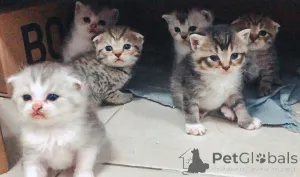 Фото №1. шотландская вислоухая (скоттиш фолд) - купить в Affalterbach за договорная. Объявление №158809