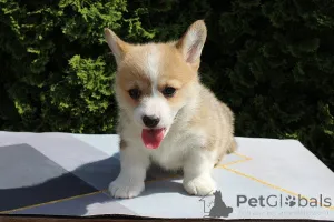Дополнительные фото: Вельш-корги - пемброк
