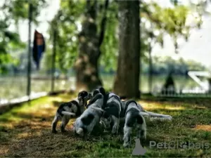 Дополнительные фото: Щенки английского кокер-спаниеля