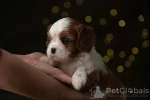 Дополнительные фото: Cavalier King Charles Spaniel Puppies