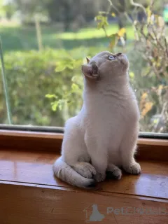 Фото №3. Родословная британская шортара котята. Австралия