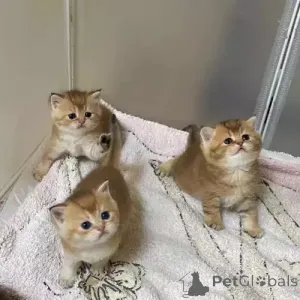 Фото №1. британская короткошёрстная - купить в Мюнхберг за 35251₽. Объявление №167261