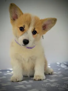 Дополнительные фото: Валлийский корги Пемброк красивые щенки