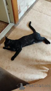 Фото №3. Бенгальский Леопард. Россия