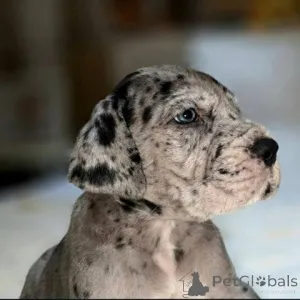 Дополнительные фото: Дойче Догге Вельпен