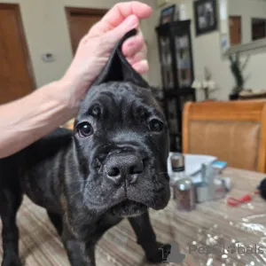 Фото №2 к объявлению №158577 о продаже кане-корсо - купить в Швейцарии заводчик