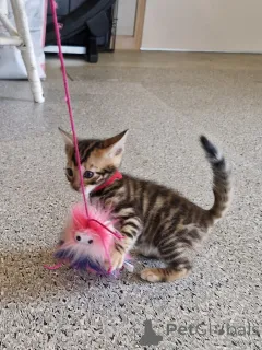 Фото №4. Продам тойгера в Дублин заводчик - цена 32468₽