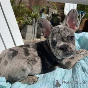 Дополнительные фото: Все щенки еще свободны. Ветеринар проверил готовность к родам, если необходимо,