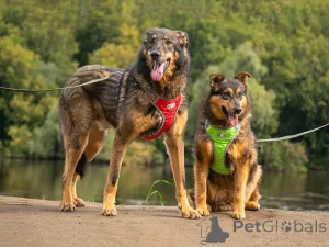 Фото №1. беспородная - купить в Москова за Бесплатно. Объявление №152308