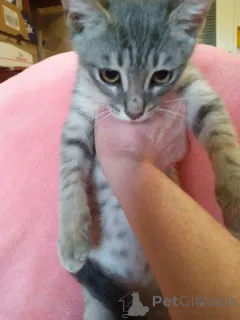 Дополнительные фото: Котята Шурик, Мия и Валентин ищут дом.