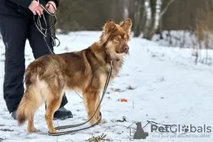 Фото №3. Потрясающий золотой мальчишка Рэд - ищет дом..  Россия