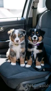 Фото №1. австралийская овчарка - купить в Хельсинки за 69575₽. Объявление №161353