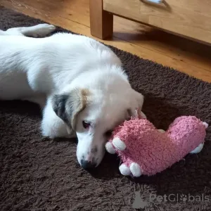 Фото №1.  - купить в Берлине за договорная. Объявление №166540