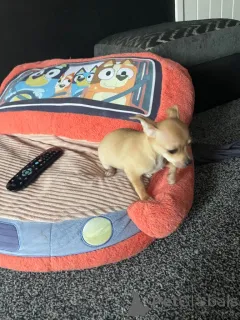 Фото №4. Продажа беспородную в Bergen Op Zoom частное объявление - цена договорная