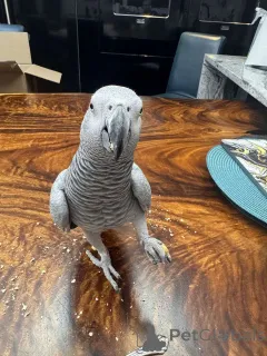 Фото №1.  - купить в Берлине за Бесплатно. Объявление №162289