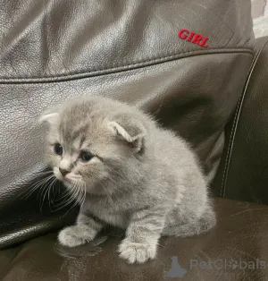 Фото №4. Продам британскую короткошёрстную в Рочестер частное объявление - цена 44934₽