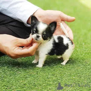 Дополнительные фото: Эта моя милая маленькая девочка готова к усыновлению и ищет свою новую семью.