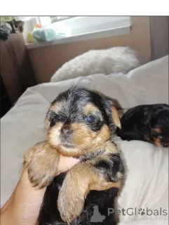 Дополнительные фото: Täysiveriset yorkshirenterrierin pennut