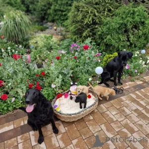 Дополнительные фото: Лабрадор