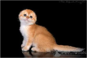 Фото №3. Вислоухая золотая шиншилла. Россия