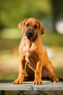 Дополнительные фото: Rhodesian Ridgeback puppies