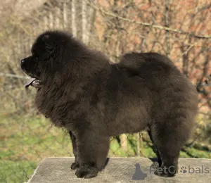 Дополнительные фото: Продается щенок чау-чау (мальчик)!