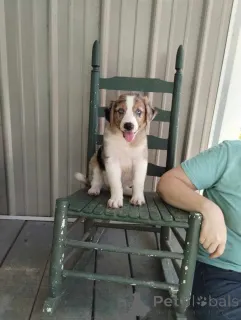 Фото №1. австралийская овчарка - купить в Гамбург за 83490₽. Объявление №150655